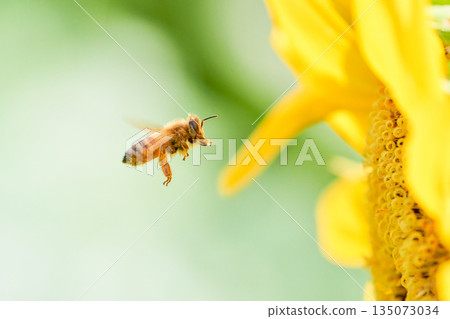 一隻蜜蜂飛向一朵向日葵 135073034