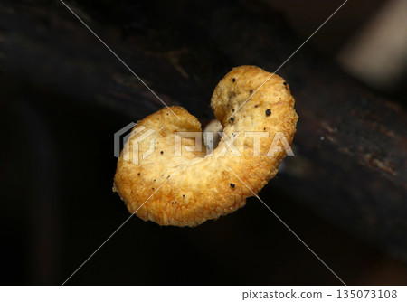 A tiny, less than 1cm cap-shaped mushroom growing on a rotten, thin branch (macrophotography) A tiny, less than 1cm cap-shaped mushroom growing on a rotten, thin branch (macrophotography) 135073108