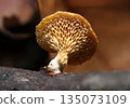 The masked shape of a tiny honeycomb mushroom growing on a thin, decaying branch (macrophotography) 135073109