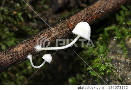Small, pure white Aconite mushrooms growing from dead branches (outdoor field fungi and mushroom macro photography) Small, pure white Aconite mushrooms growing from dead branches (outdoor field fungi and mushroom macro photography) 135073132