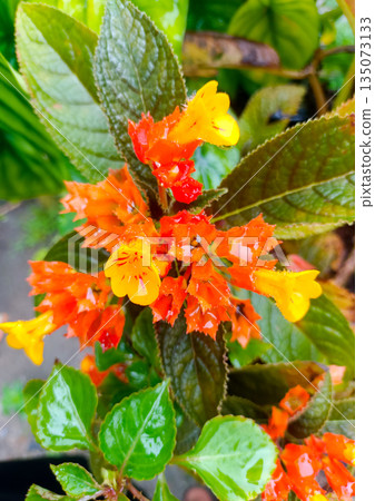 Beautiful Sunset Bells Chrysothemis Pulchella Flowers with Water Drops on Green Leaves Beautiful Sunset Bells Chrysothemis Pulchella Flowers with Water Drops on Green Leaves 135073133