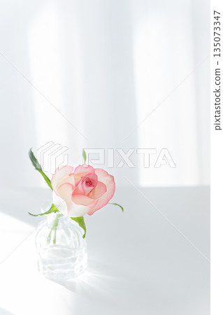 A single pink rose displayed on a white table (glass vase, natural light by the window, copy space, vertical) A single pink rose displayed on a white table (glass vase, natural light by the window, copy space, vertical) 135073347