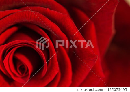 Showing swirling red rose petals in macro 3D render, highlighting velvety concentric layers Showing swirling red rose petals in macro 3D render, highlighting velvety concentric layers 135073495