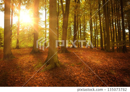 Large tree trunk is standing in flat design autumn forest, with sunbeams and fallen leaves Large tree trunk is standing in flat design autumn forest, with sunbeams and fallen leaves 135073782