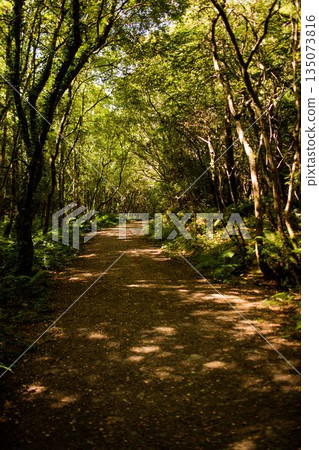 Flat design forest trail is featuring winding dirt path with ferns and leaf litter through woodland Flat design forest trail is featuring winding dirt path with ferns and leaf litter through woodland 135073816
