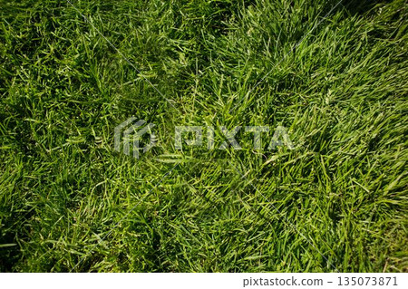 Close-up flat design grass blades are showing lush green texture under bright sunlight Close-up flat design grass blades are showing lush green texture under bright sunlight 135073871