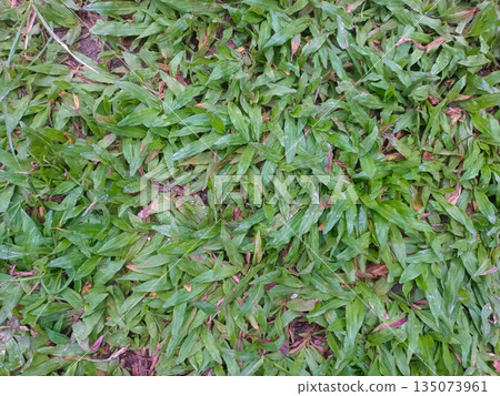 Healthy Green Lawn Grass Pattern Texture for Sustainable Landscaping and Nature Design 135073961