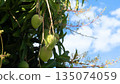 Fresh Chao Khun Thip mangoes hanging on a tree. This Thai green mango variety is known for its sweet, nutty, and slightly sour taste. Flower clusters mingle with green leaves under a blue sky. 135074059
