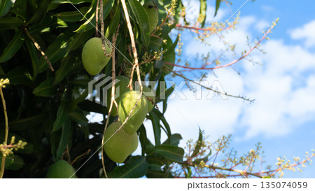 Fresh Chao Khun Thip mangoes hanging on a tree. This Thai green mango variety is known for its sweet, nutty, and slightly sour taste. Flower clusters mingle with green leaves under a blue sky. 135074059