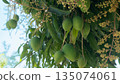 Fresh Chao Khun Thip mangoes hanging on a tree. This Thai green mango variety is known for its sweet, nutty, and slightly sour taste. Flower clusters mingle with green leaves under a blue sky. 135074061