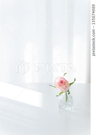 A single pink rose displayed on a white table (glass vase, natural light by the window, copy space, vertical) A single pink rose displayed on a white table (glass vase, natural light by the window, copy space, vertical) 135074089
