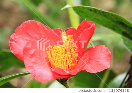 Camellia bush flowers 135074138