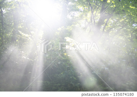 A scene of light shining on a clear stream in the forest - Oyamakiyazawa mountain stream A scene of light shining on a clear stream in the forest - Oyamakiyazawa mountain stream 135074180