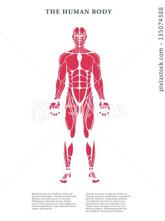 Digital image of human body muscles Digital image of human body muscles 135074388