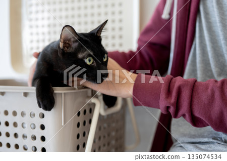Close up of a man's hands owner holding black cat caressing touching on fur in a pet carrier basket. Close up of a man's hands owner holding black cat caressing touching on fur in a pet carrier basket. 135074534