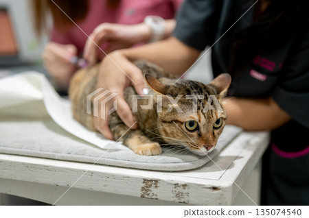 Close up owner's hand holding tabby cat while veterinarian injects vaccine at animal clinic hospital Close up owner's hand holding tabby cat while veterinarian injects vaccine at animal clinic hospital 135074540