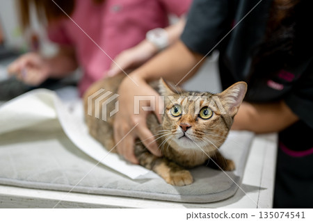 Close up owner hands holding tabby cat while veterinarian prepare vaccine at animal clinic hospital. Close up owner hands holding tabby cat while veterinarian prepare vaccine at animal clinic hospital. 135074541