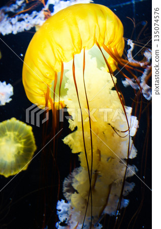 A fantastic orange jellyfish floating in the darkness at Kamo Aquarium A fantastic orange jellyfish floating in the darkness at Kamo Aquarium 135074576