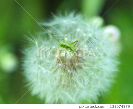 Dandelion fluff and grasshopper larvae: the arrival of spring and tiny life Dandelion fluff and grasshopper larvae: the arrival of spring and tiny life 135074579