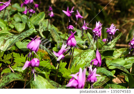A cluster of dogtooth violets blooming in the spring forest A cluster of dogtooth violets blooming in the spring forest 135074583
