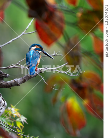 A kingfisher relaxing against the backdrop of autumn leaves 135074673
