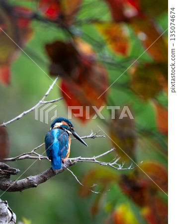 Kingfisher perched on a branch of autumn leaves 135074674
