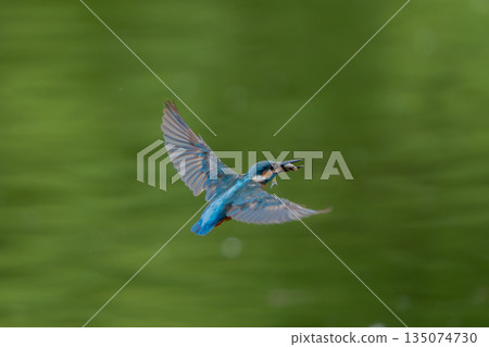 Flapping kingfisher Flapping kingfisher 135074730