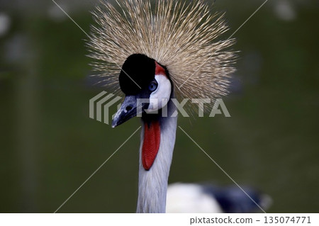沖繩新公園一隻灰冠鶴的斜側視圖 135074771