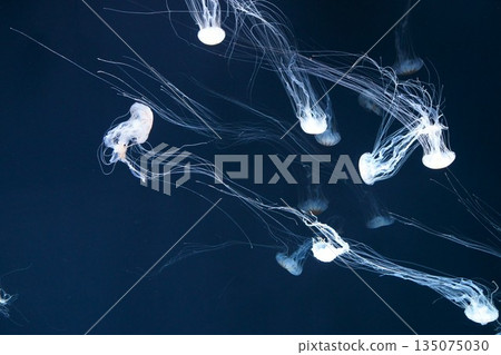 9601 Red jellyfish 135075030