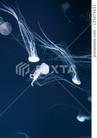 9602 Red jellyfish 135075031