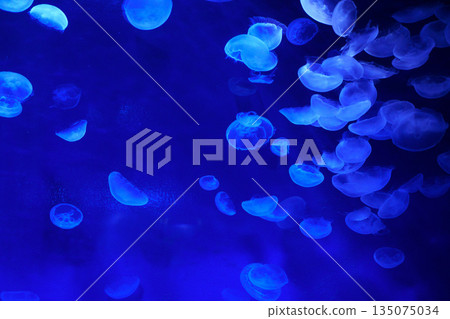 9605 Moon jellyfish 9605 Moon jellyfish 135075034