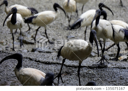 A crowd of African sacred ibises at Neo Park Okinawa A crowd of African sacred ibises at Neo Park Okinawa 135075167