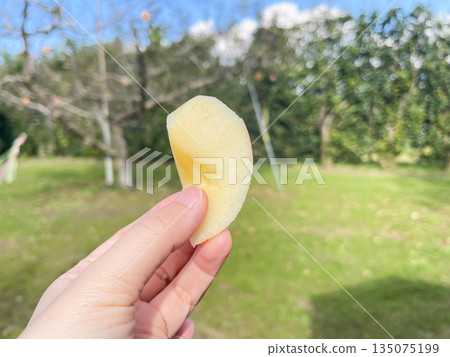 手中拿著一個切開的黃蘋果。藍天下是一片蘋果園。 手中拿著一個切開的黃蘋果。藍天下是一片蘋果園。 135075199