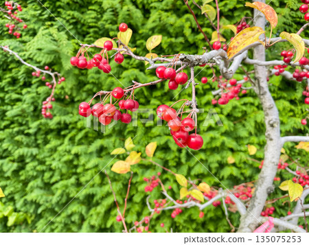 觀賞蘋果「宮山街道」的果實。 觀賞蘋果「宮山街道」的果實。 135075253