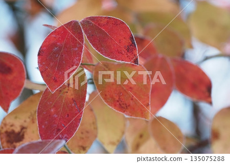 霜落在紅葉上 霜落在紅葉上 135075288