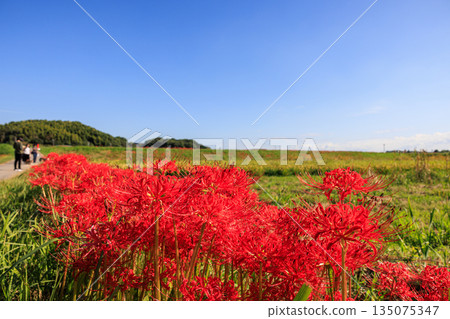 秋日景色，愛知縣半田市，村莊裡盛開著紅色的彼岸花。 135075347