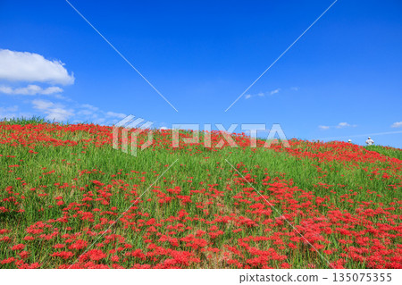 秋日景色，愛知縣半田市，村莊裡盛開著紅色的彼岸花。 135075355