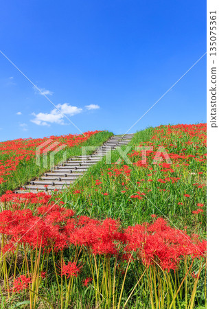 秋日景色，愛知縣半田市，村莊裡盛開著紅色的彼岸花。 135075361