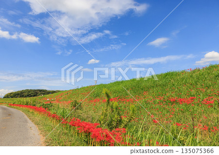 秋日景色，愛知縣半田市，村莊裡盛開著紅色的彼岸花。 135075366