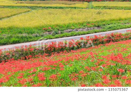 秋日景色，愛知縣半田市，村莊裡盛開著紅色的彼岸花。 135075367