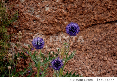 蒙古大平原上盛開的藍色薊花 135075877