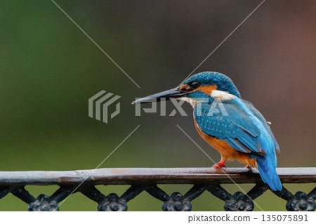 Kingfisher aiming for prey Kingfisher aiming for prey 135075891
