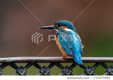 Kingfisher perched on a fence 135075893
