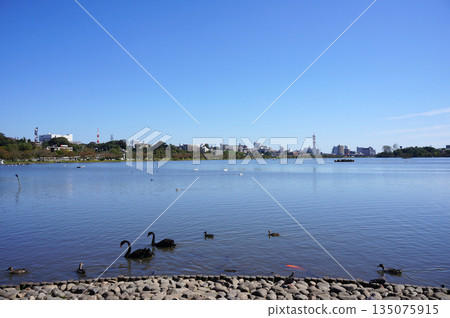 仙波湖,平靜的湖面,仙波町,茨城縣水戶市 仙波湖,平靜的湖面,仙波町,茨城縣水戶市 135075915