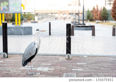 A grey heron standing in Tennoji Park early in the morning 135075931