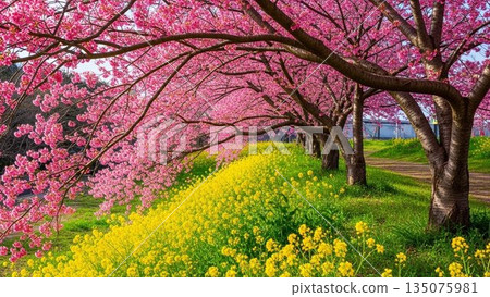 盛開的櫻花樹插圖,象徵春天。 盛開的櫻花樹插圖,象徵春天。 135075981