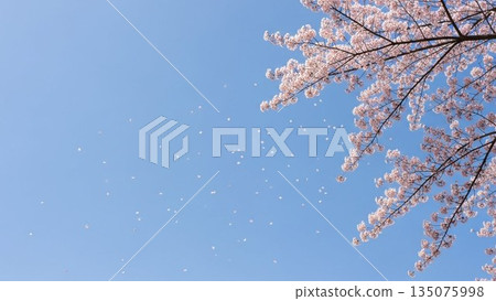 盛開的櫻花樹插圖,象徵春天。 盛開的櫻花樹插圖,象徵春天。 135075998