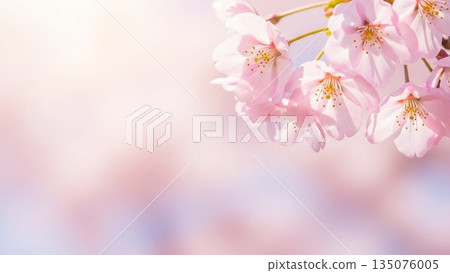 Illustration of a cherry blossom tree in full bloom, a symbolic motif of spring Illustration of a cherry blossom tree in full bloom, a symbolic motif of spring 135076005