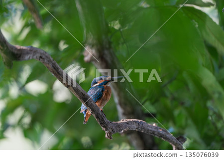 停在樹枝上的金魚 135076039