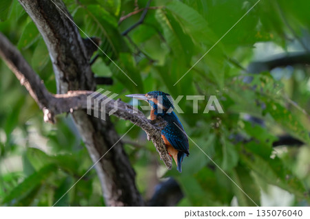 停在樹枝上的金魚 135076040